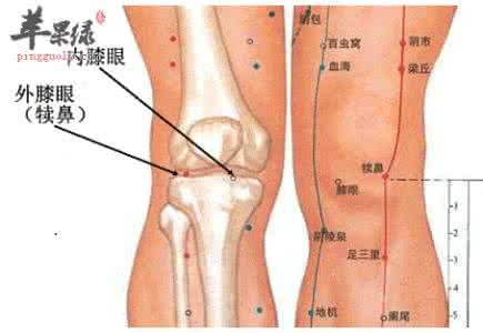 膝眼的准确位置图 膝眼穴位的准确位置图_穴位图__99健康网手机版