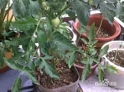 蔬菜无土栽培新技术 蔬菜间作套种新技术 图文荟  阳台蔬菜间作套种的模式技巧