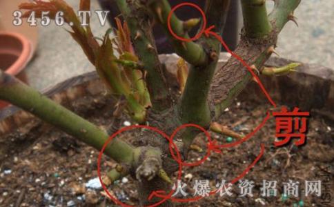 月季花怎样剪枝视频 怎样修剪月季花