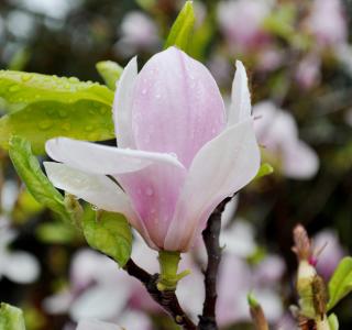 木兰花花语的经典语录 木兰花的花语是什么