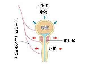 龟头流脓小便刺痛是 小便痛流脓是怎么回事？