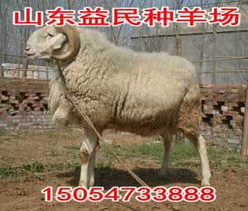 活羊价格多少钱一斤 活羊多少钱一斤 活羊价格多少钱一斤