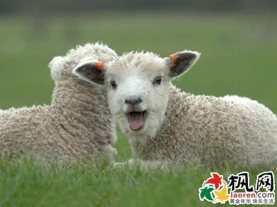 羊鼠相逢一旦休 “羊鼠相逢一旦休”