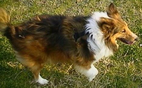 边境牧羊犬训练大小便 牧羊犬训练 怎样训练牧羊犬大小便