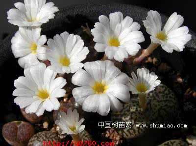 生石花度夏 生石花度夏的心得