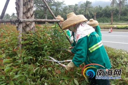 绿化养护病虫害防治 绿化养护病虫害防治 非洲紫罗兰病害防治 养护非洲紫罗兰必看