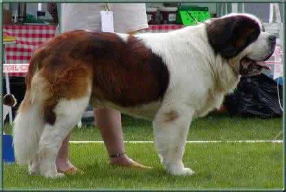 适合家养的大型犬 适合家养的大型犬 适合家养的大型犬有哪些