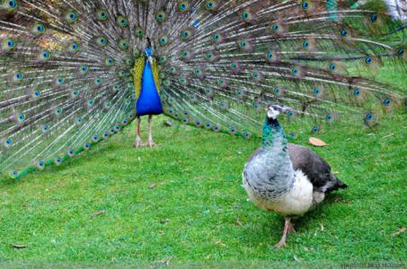 菜展示孔雀开屏 像孔雀开屏那样鲜活地展示