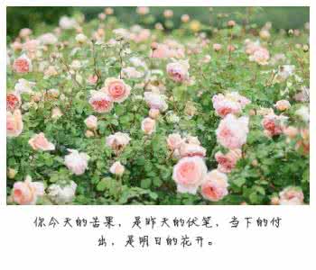 花开明日 电视剧 今天的付出，才是明日的花开