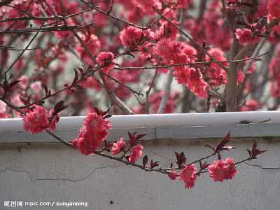 一枝红杏出墙来 【一枝红杏出墙来】“红杏出墙”什么时候变成坏事了？