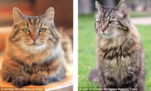 世界最长寿吉尼斯纪录 现吉尼斯纪录上最长寿猫咪,它的长寿秘诀竟是...