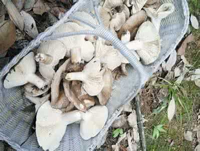 误食毒蘑菇的特效药是 女子因误食毒蘑菇中毒 致其陷入深度昏迷