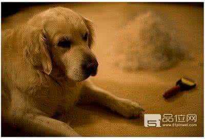 狗狗掉毛是什么原因 宠物狗狗掉毛的十二个原因