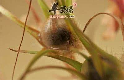 草果的作用与功效 草果的功效与作用 草果的好处有哪些