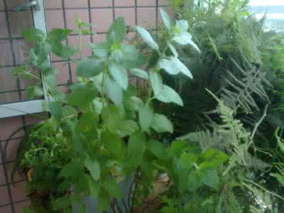 植物大战僵尸种花 种花植草03