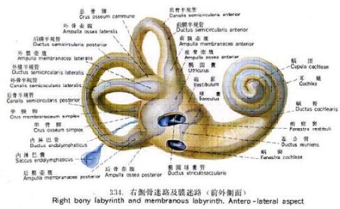 内耳眩晕是怎么回事 内耳眩晕病