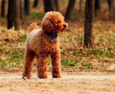 泰迪犬的寿命是多少年 泰迪犬的智商
