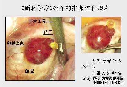 女人的排卵有什么表现 女人排卵的时候会有什么感觉