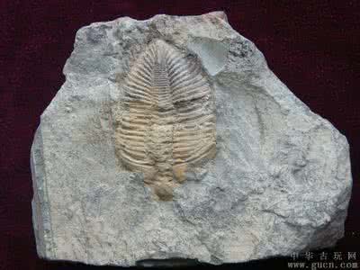 古生物化石标本 古生物化石 【古生物】古生物化石标本