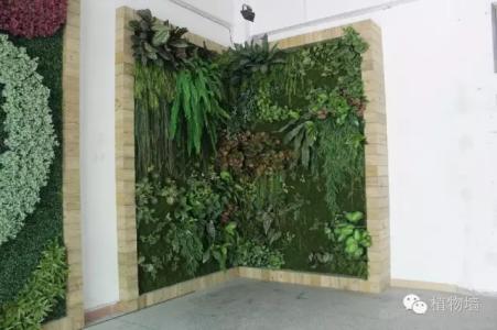 植物围墙 留一面墙给植物