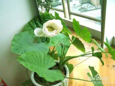 室内常见植物养护要点 室内常见植物养护要点 室内花草植物养护要点