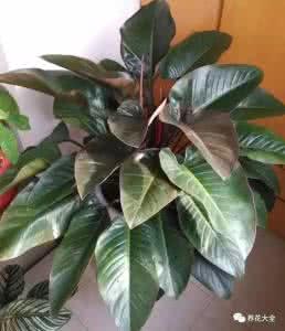 常见的观叶植物 超全 | 100种常见观叶植物图鉴,史上最全!