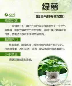 室内净化空气的花草 哪些花草能净化空气?哪些又严禁入室?