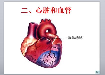 最强心脏 中午11~13点是心脏最强的时间