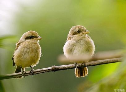 英语鸟怎么念 英语的鸟怎么读？
