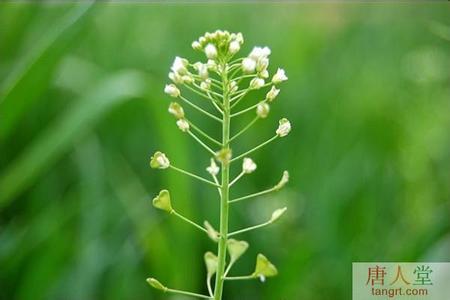 降糖蔬菜 千金难买的糖友食用蔬菜表，降糖点及食用量很全，糖友藏好