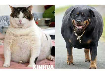 猫狗宠物街 宠物猫狗患上肠胃病新知