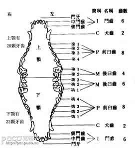 怎么看狗狗的年龄图解 怎么判断狗狗的年龄