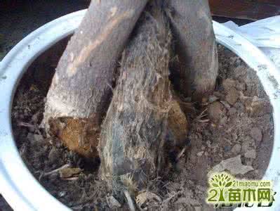 发财树根部溃烂怎么办 发财树根部发软且出水怎么办
