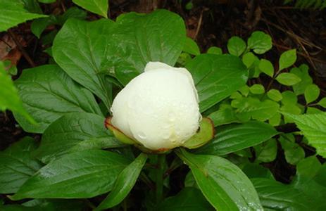 全佑一生倍呵护 12大中草药 呵护男女一生