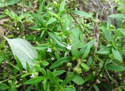 半枝莲白花蛇舌草治癌 白花蛇舌草药用 白花蛇舌草的药用作用