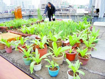 阳台种花种菜 阳台种菜、种花全攻略