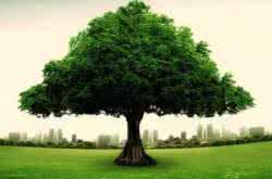 大树荷载 一棵大树，六种人， 六载人生