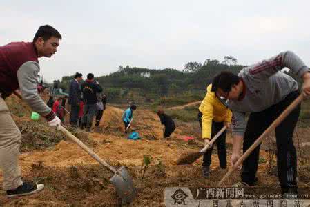 犹太人为什么热爱种树？犹太人的植树传统