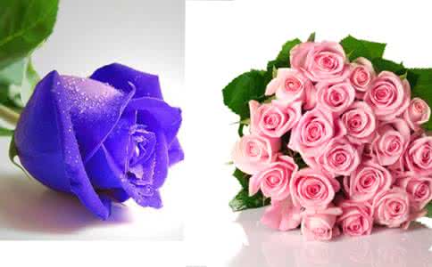 玫瑰花语大全 经典玫瑰花语大全