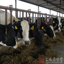 骑马与砍杀自定义旗帜 奶业转型看好旗帜模式 或重定义乳品标准