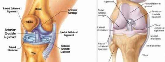 膝关节肌肉解剖图 膝关节慢性疼痛（股内侧肌）