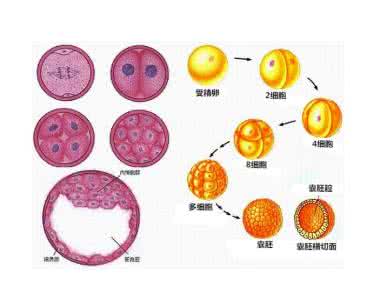 试管胚胎等级与成功率 胚胎质量等级与成功率 胚胎质量决定成功率！那胚胎质量受哪些因素影响？