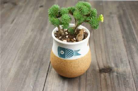 花盆颜色的选择说法 花盆选择