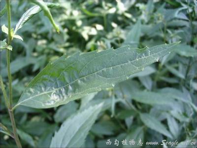 叶佩兰鉴定水平如何 叶佩兰鉴定水平如何 佩兰叶的图片是长什么样的