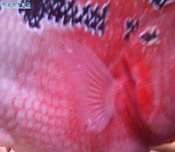 鱼鳍上有白点 鱼鳍上有白点 鱼鳍有白点什么原因？