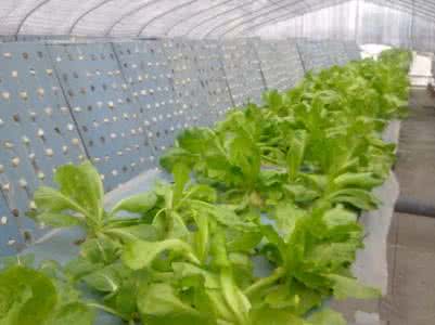阳台种菜长虫如何防治 阳台种菜:防治蛀虫无公害蔬菜的方法