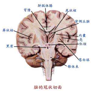 脑神经衰弱怎么办 脑神经衰弱 脑神经衰弱怎么办