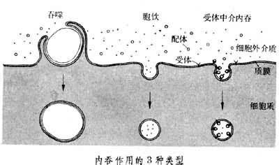 内河港口吞吐量排名 内吞与外排