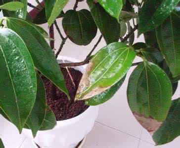 秋海棠叶子 平安树叶子发黄掉落 秋海棠叶的药用价值 秋海棠叶发黄和掉落的原因