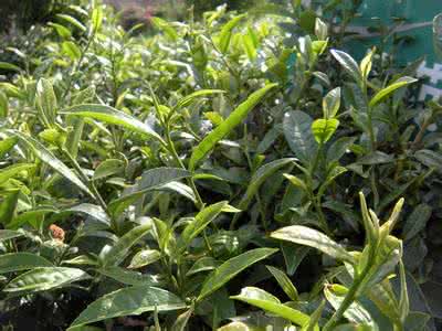 十里香茶 十里香 十里香茶